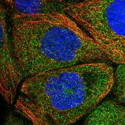 DDO Antibody, Novus Biologicals 25 &mu;L; Unlabeled:Antibodies, Polyclonal